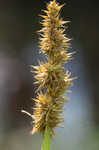 Awlfruit sedge